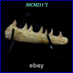 Genuine Mosasaur jaw beaugei jaw fossil prehistoric specimens dinosaur bones