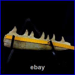 Genuine Mosasaur jaw beaugei jaw fossil prehistoric specimens dinosaur bones