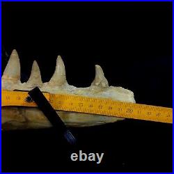 Genuine Mosasaur jaw beaugei jaw fossil prehistoric specimens dinosaur bones