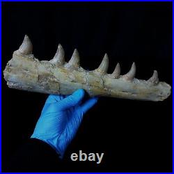 Genuine Mosasaur jaw beaugei jaw fossil prehistoric specimens dinosaur bones