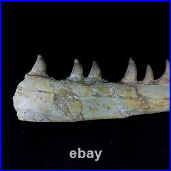 Genuine Mosasaur jaw beaugei jaw fossil prehistoric specimens dinosaur bones