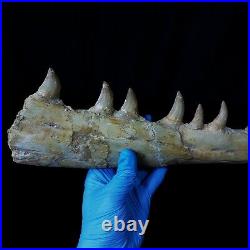 Genuine Mosasaur jaw beaugei jaw fossil prehistoric specimens dinosaur bones