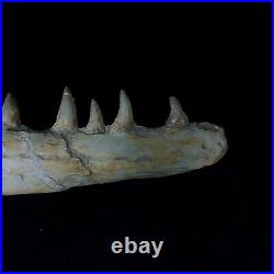 Genuine Mosasaur jaw beaugei jaw fossil prehistoric specimens dinosaur bones