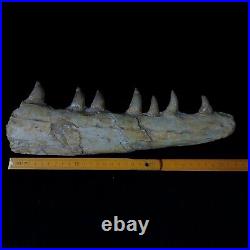 Genuine Mosasaur jaw beaugei jaw fossil prehistoric specimens dinosaur bones