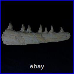 Genuine Mosasaur jaw beaugei jaw fossil prehistoric specimens dinosaur bones