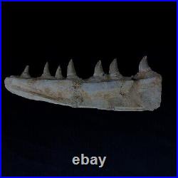 Genuine Mosasaur jaw beaugei jaw fossil prehistoric specimens dinosaur bones