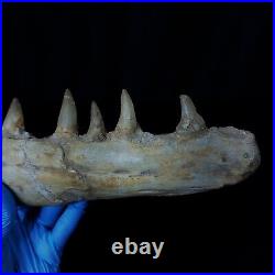 Genuine Mosasaur jaw beaugei jaw fossil prehistoric specimens dinosaur bones