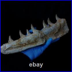 Genuine Mosasaur jaw beaugei jaw fossil prehistoric specimens dinosaur bones