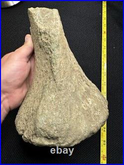 Giant Cretaceous Period Hadrosaur Tibia Bone Fossil North Mississippi