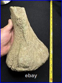 Giant Cretaceous Period Hadrosaur Tibia Bone Fossil North Mississippi