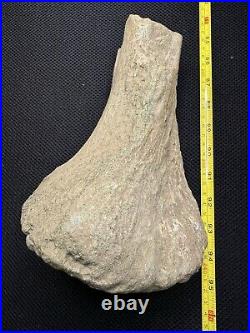 Giant Cretaceous Period Hadrosaur Tibia Bone Fossil North Mississippi