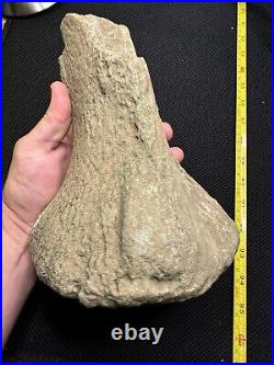 Giant Cretaceous Period Hadrosaur Tibia Bone Fossil North Mississippi