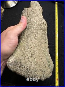 Giant Cretaceous Period Hadrosaur Tibia Bone Fossil North Mississippi