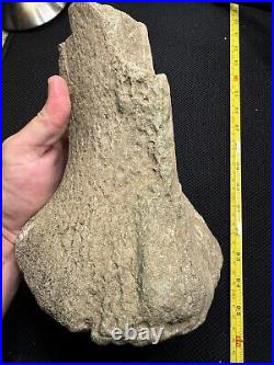 Giant Cretaceous Period Hadrosaur Tibia Bone Fossil North Mississippi