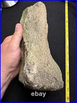 Giant Cretaceous Period Hadrosaur Tibia Bone Fossil North Mississippi