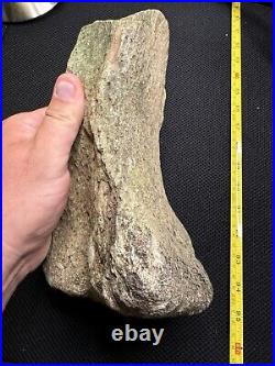 Giant Cretaceous Period Hadrosaur Tibia Bone Fossil North Mississippi