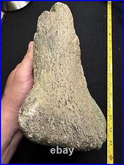 Giant Cretaceous Period Hadrosaur Tibia Bone Fossil North Mississippi