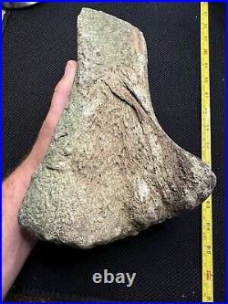 Giant Cretaceous Period Hadrosaur Tibia Bone Fossil North Mississippi