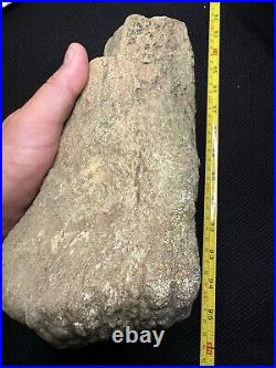 Giant Cretaceous Period Hadrosaur Tibia Bone Fossil North Mississippi