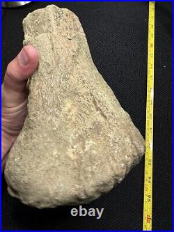 Giant Cretaceous Period Hadrosaur Tibia Bone Fossil North Mississippi