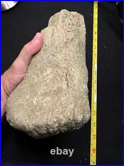 Giant Cretaceous Period Hadrosaur Tibia Bone Fossil North Mississippi