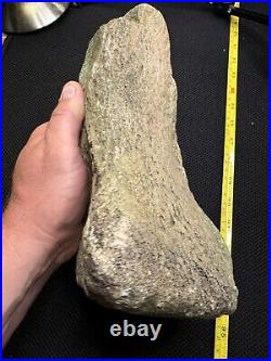 Giant Cretaceous Period Hadrosaur Tibia Bone Fossil North Mississippi