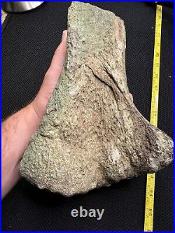 Giant Cretaceous Period Hadrosaur Tibia Bone Fossil North Mississippi