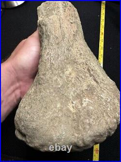 Giant Cretaceous Period Hadrosaur Tibia Bone Fossil North Mississippi