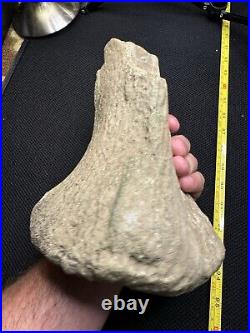 Giant Cretaceous Period Hadrosaur Tibia Bone Fossil North Mississippi