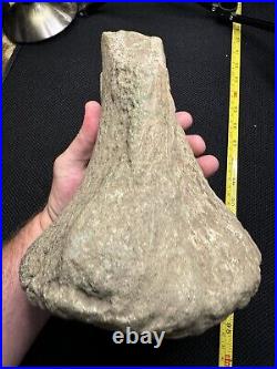 Giant Cretaceous Period Hadrosaur Tibia Bone Fossil North Mississippi