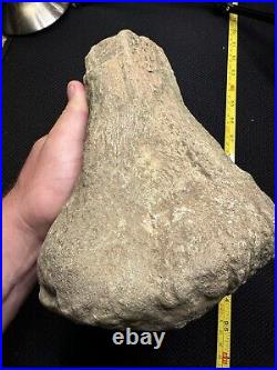 Giant Cretaceous Period Hadrosaur Tibia Bone Fossil North Mississippi