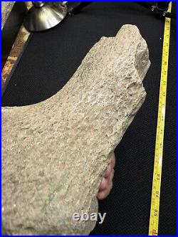 Giant Cretaceous Period Hadrosaur Tibia Bone Fossil North Mississippi