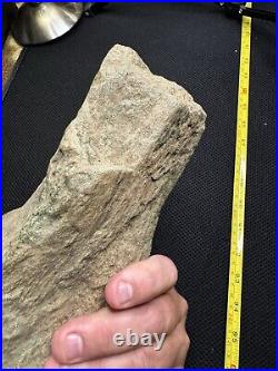 Giant Cretaceous Period Hadrosaur Tibia Bone Fossil North Mississippi