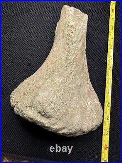 Giant Cretaceous Period Hadrosaur Tibia Bone Fossil North Mississippi