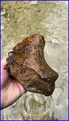 Giant Ground Sloth Fossil Humerus Bone Fragment North Mississippi