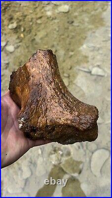 Giant Ground Sloth Fossil Humerus Bone Fragment North Mississippi