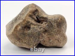 Glyptodont Astragalus (Ankle Bone) Fossil South America