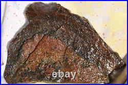 Golden Chocolate Rainbow Dinosaur Bone Fossil Agatized Petrified 93gr-3.3oz