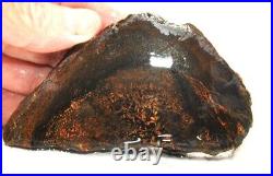 Golden Chocolate Rainbow Dinosaur Bone Fossil Agatized Petrified 93gr-3.3oz