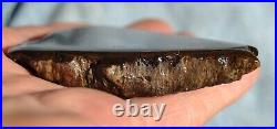 Golden Chocolate Rainbow Dinosaur Bone Fossil Agatized Petrified 93gr-3.3oz