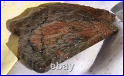 Golden Chocolate Rainbow Dinosaur Bone Fossil Agatized Petrified 93gr-3.3oz