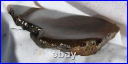 Golden Chocolate Rainbow Dinosaur Bone Fossil Agatized Petrified 93gr-3.3oz