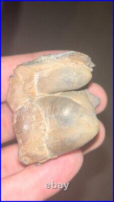 Gomphotherium Tooth Bone Valley Fossil Florida Smilodon RARE Make Offer