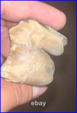 Gomphotherium Tooth Bone Valley Fossil Florida Smilodon RARE Make Offer