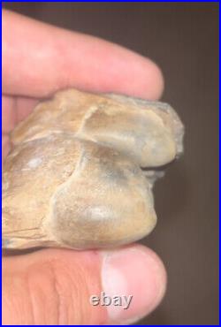 Gomphotherium Tooth Bone Valley Fossil Florida Smilodon RARE Make Offer