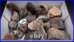 Group of Pleistocene Mega Fauna Bones from Florida 2643