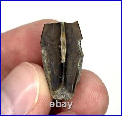 Gryposaurus  0.96 Dinosaur Tooth Fossil Two Medicine Fm. Teton Co, MT