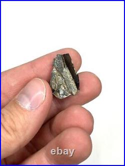 Gryposaurus  0.96 Dinosaur Tooth Fossil Two Medicine Fm. Teton Co, MT
