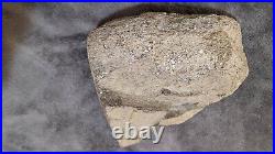 HUGE Dinosaur fossil gembone from Utah agate gem bone agatized 11.9 lbs