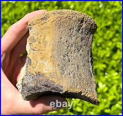 HUGE Fossil Tylosaurus Mosasaur Vertebrae 3.75 Texas Dinosaur Bones Cretaceous